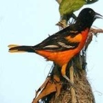image of bird