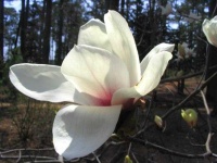 image of magnolia #8