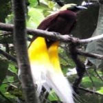 image of bird