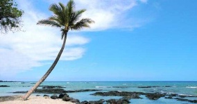 image of palm_tree