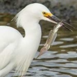 image of bird