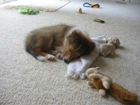 image of shetland_sheepdog