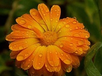 image of flower