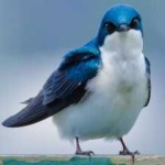 image of bird