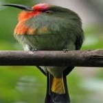 image of bird