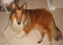 image of collie #2