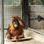 image of orangutan