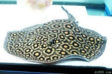 image of electric_ray #4