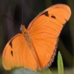 image of animal