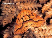 image of ringlet