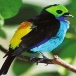 image of bird