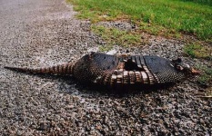 image of armadillo