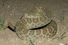 image of sidewinder
