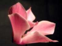 image of flower