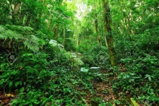 image of tropical_forest