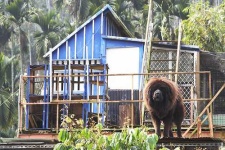 image of tibetan_mastiff