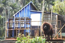 image of tibetan_mastiff #12