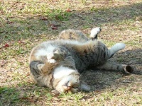 image of egyptian_cat