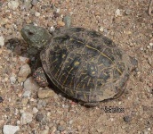 image of box_turtle