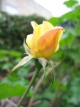 image of flower