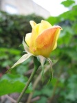 image of rose #26