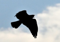 image of animal