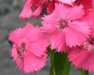 image of flower