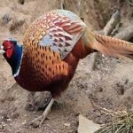 image of ring_necked_pheasant #2