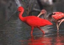 image of ibis