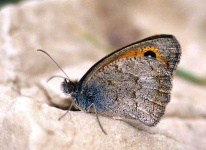 image of lycaenid