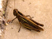 image of cricket