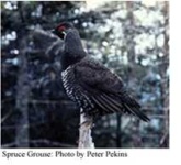 image of black_grouse