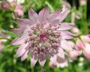 image of flower