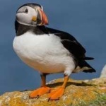 image of bird