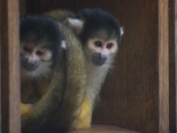 image of squirrel_monkey