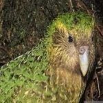 image of bird