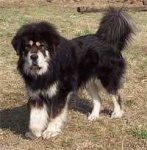 image of tibetan_mastiff