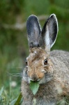 image of hare