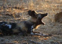 image of african_hunting_dog