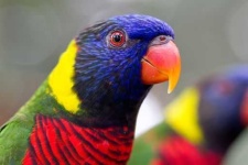 image of lory