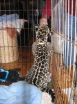 image of jaguar_car