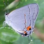 image of animal