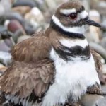 image of bird