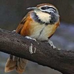 image of bird