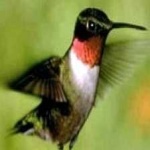 image of bird
