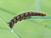 image of animal