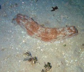 image of slug