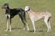 image of scottish_deerhound #20