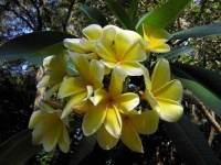 image of flower