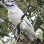 image of bali_starling #8